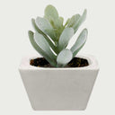 Maceta cuadrada Crexal color gris con planta vista frontal